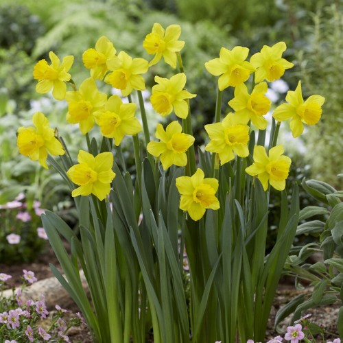 Narcissus Growers Pride Bulbs