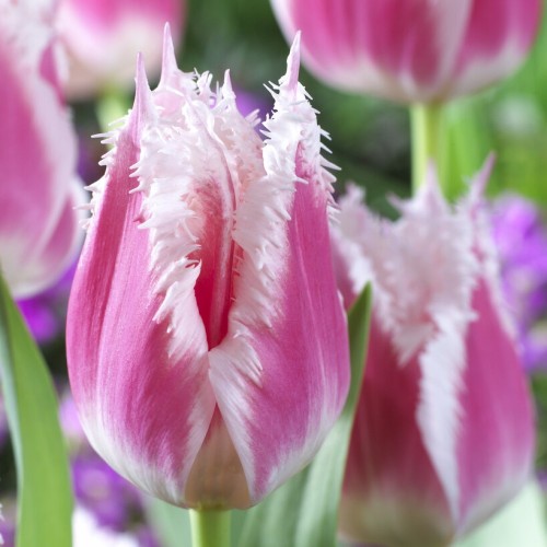Bell Song Tulip Bulbs -...