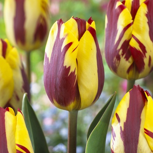 Helmar Tulip Bulbs -...