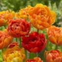 Sunlover Tulip Bulbs -...