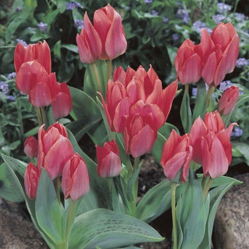 Toronto Tulip Bulbs -...