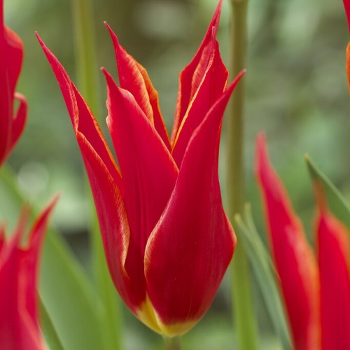 Aladdin Tulip Bulbs - Lily...