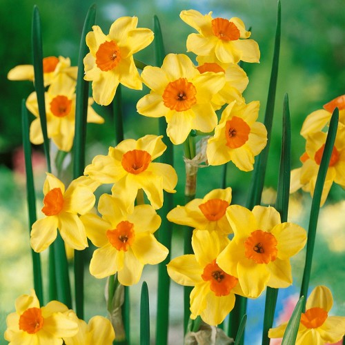 Narcissus Martinette Bulbs