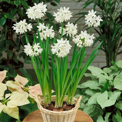 Narcissus Paperwhite Bulbs