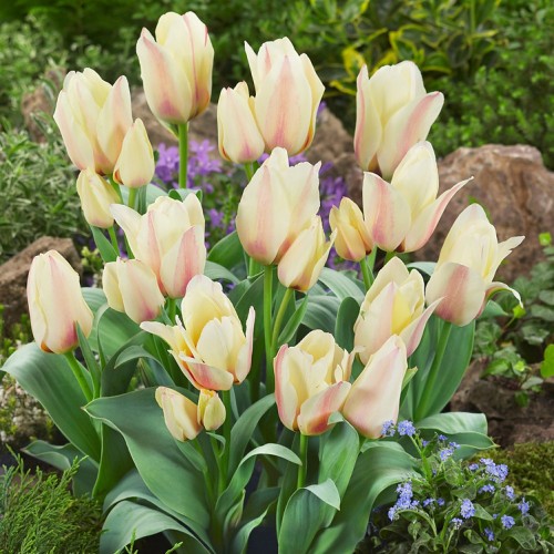 Albion Star Tulip Bulbs -...