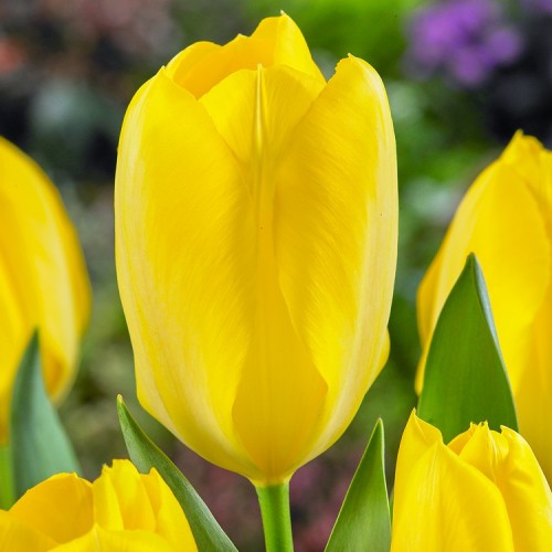 Candela Tulip Bulbs -...