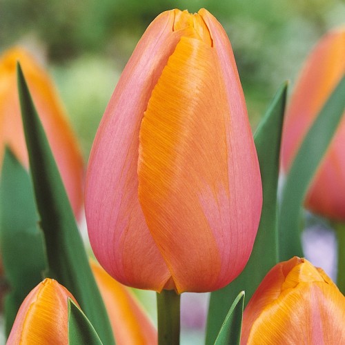 Dordogne Tulip Bulbs -...