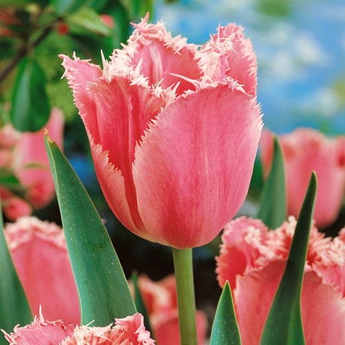 Fancy Frills Tulip Bulbs -...