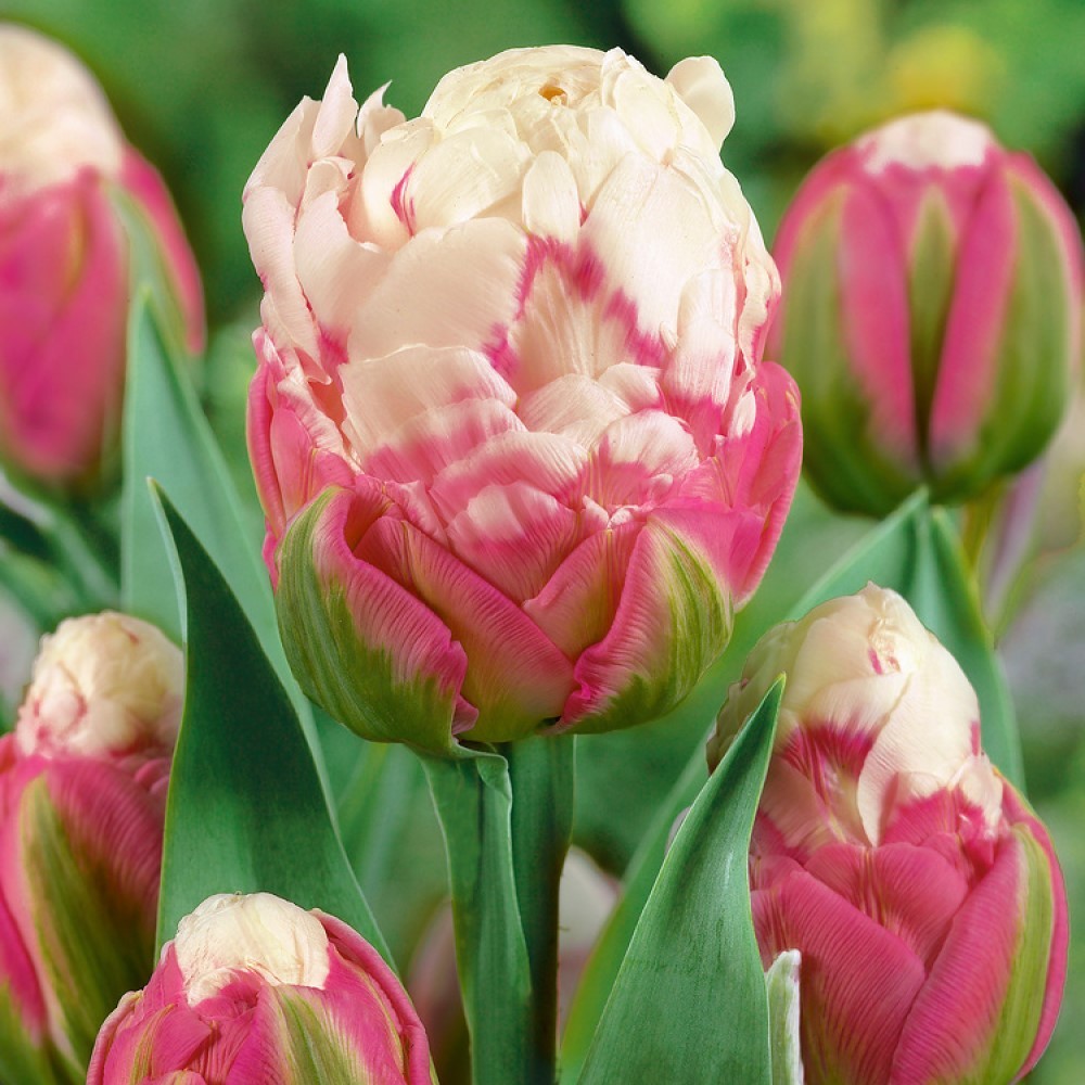 Ice Cream Tulip Bulbs - Double Tulips