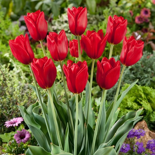Kingsblood Tulip Bulbs -...