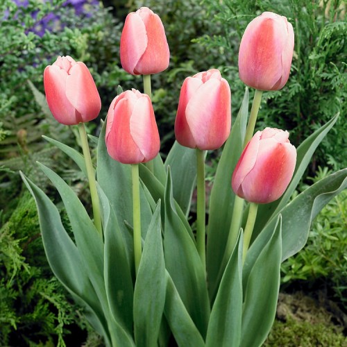 Ollioules Tulip Bulbs -...
