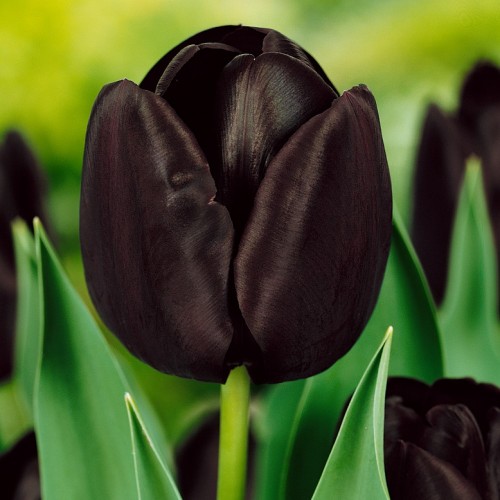 Paul Scherer Tulip Bulbs -...