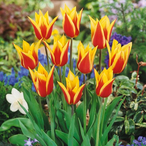 Synaeda King Tulip Bulbs -...