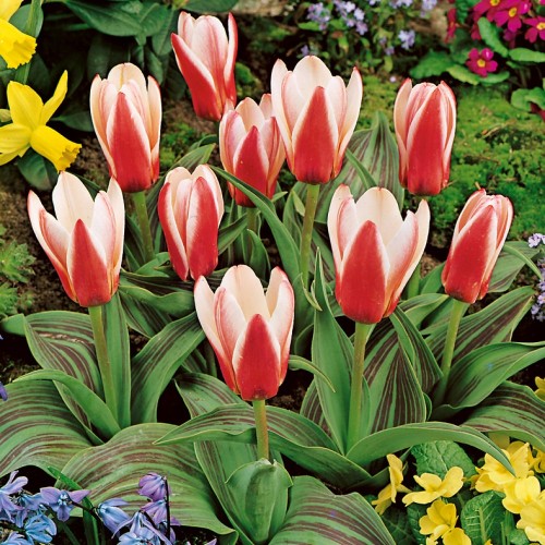 Hearts Delight Tulip Bulbs...