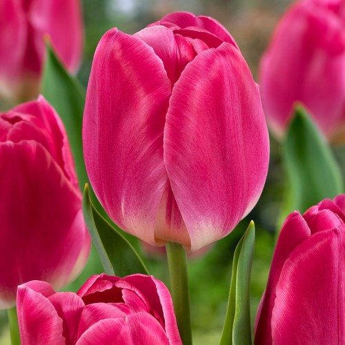 Flyer Tulip Bulbs - Triumph...