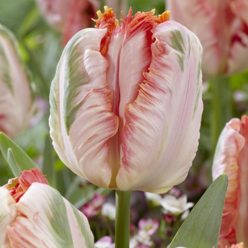 Apricot Parrot Tulip Bulbs...