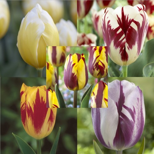 Flamed Tulip Bulb Collection