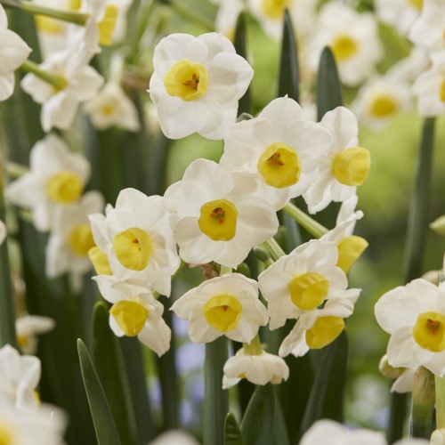 Daffodil Avalanche Bulbs