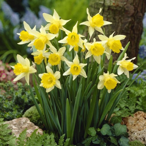 Wild Daffodil Bulbs in the...