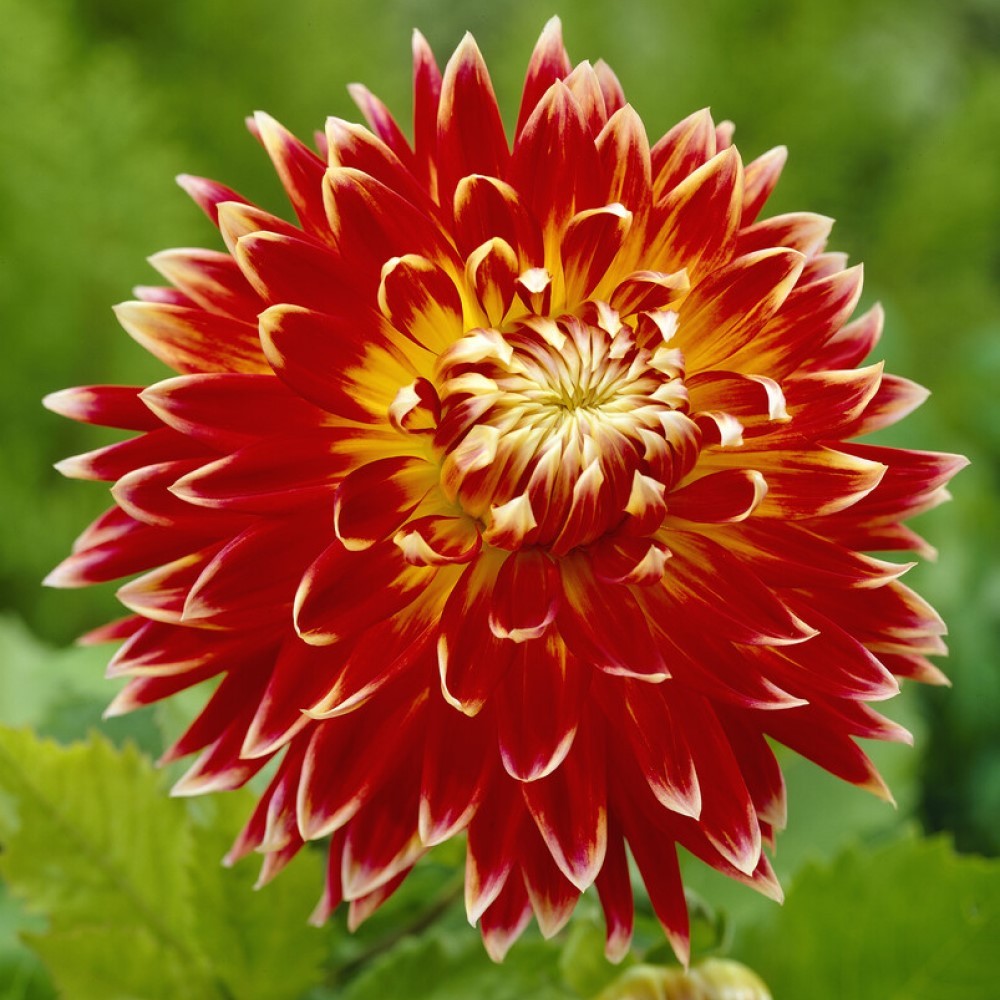 Akita Decorative Dahlia Flower