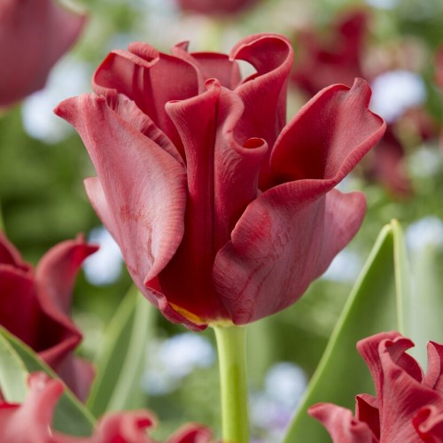 Tulip Coronet Red Dress Bulbs