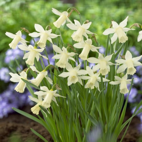 Narcissus Jonquilla Elka Bulbs