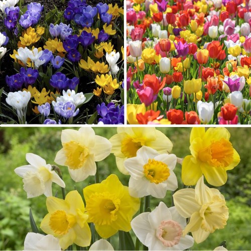 Bargain Spring Bulb Collection