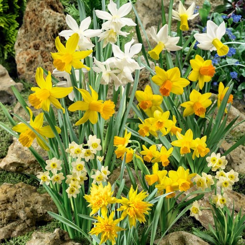 Narcissus Garden Mystic Mix