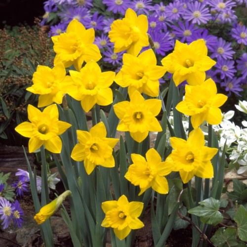 Tenby Daffodil Bulbs In The...