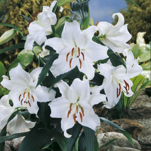 Lilium Casa Blanca Bulbs