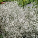 Gysophila Paniculata White...