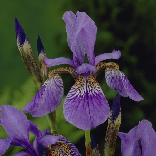 Iris Siberica Blue King Bulbs