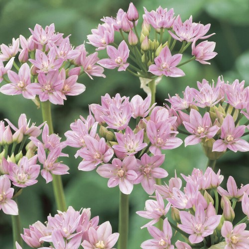 Allium Unifolium Bulbs