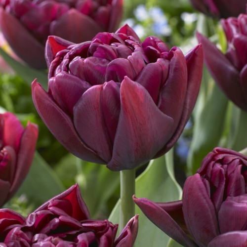 Tulip Double Alison Bradley...