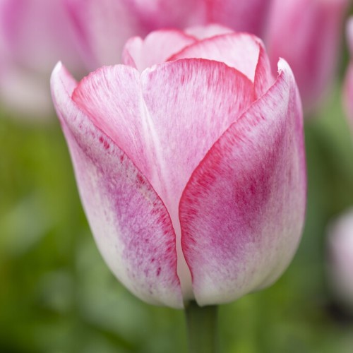Tulip Triumph Hugs & Kisses...