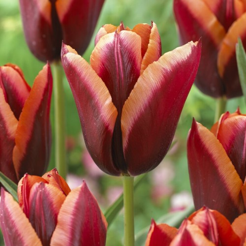 Tulip Triumph Slawa Bulbs