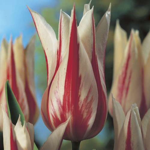 Tulip Lily Marilyn Bulbs