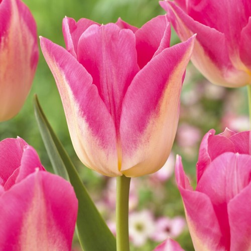 Tulip Triumph Dynasty Bulbs