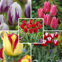 Garden Tulip Collection