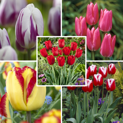 Garden Tulip Collection