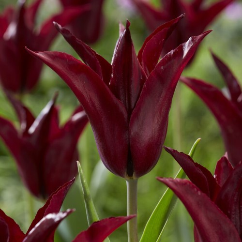 Tulip Lily Sarah Raven Bulbs