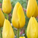 Tulip Single Late Muscadet...
