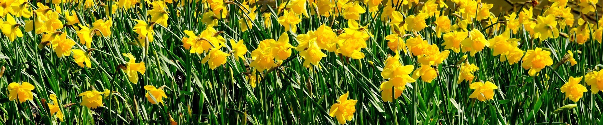 Daffodil Bulbs