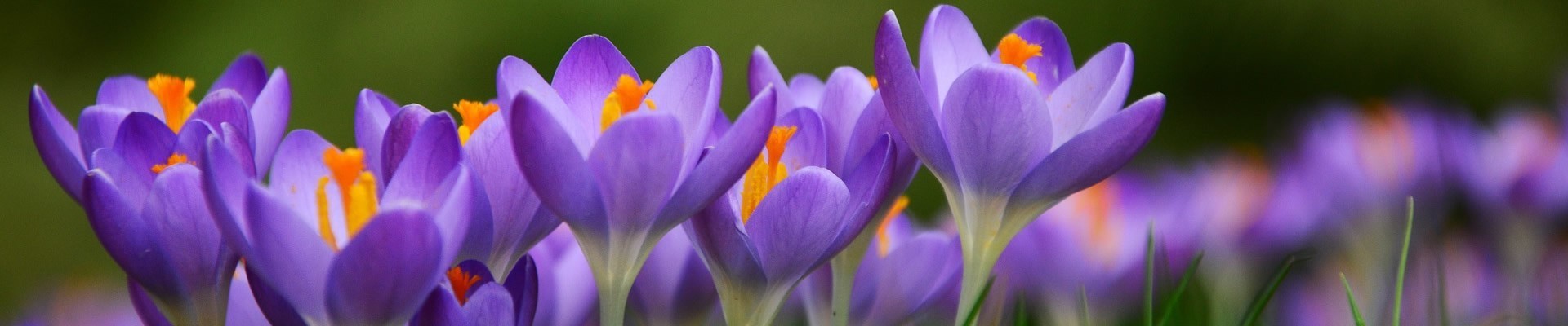 Crocus Bulbs