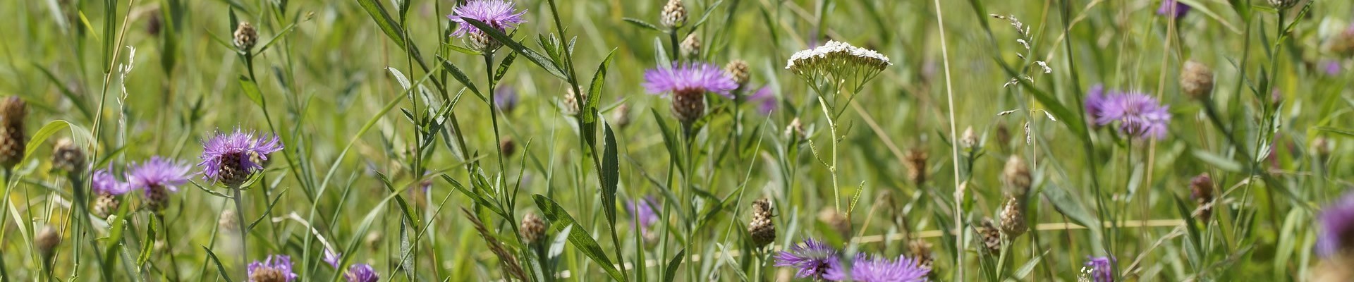 Native Wild Flower Seed Mixtures