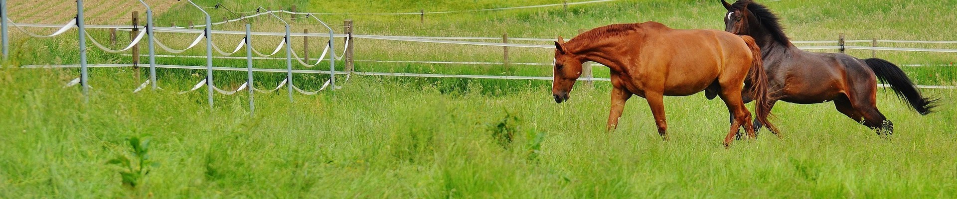 Horse Paddock Grass Seed