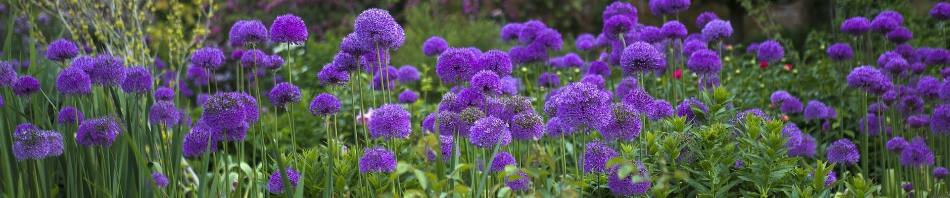 Allium Bulbs