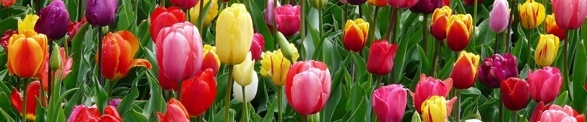 Tulip Bulbs