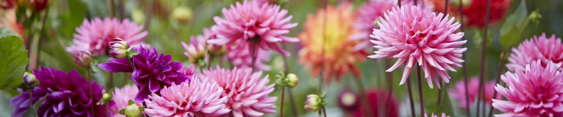 Dahlias