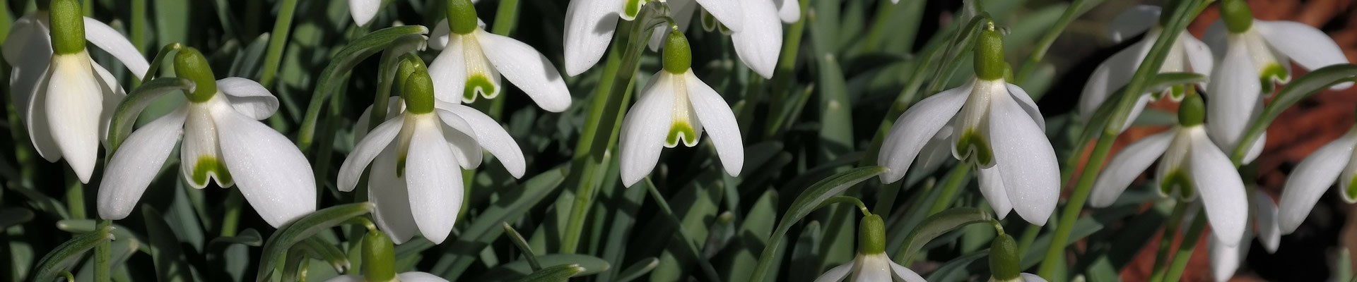 Snowdrop Bulbs